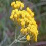 helichrysum it- immortelle huile essentielle bio 