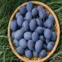 stanley prunes plum premium quality hand picked