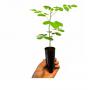 plants de moringa culture sicilienne