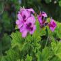 vendons eaux florales de géranium rosat 