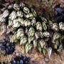 vente de pouce pied (percebes) en gros ____urgent