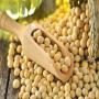 high protein soybean seed 