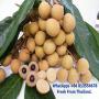 fresh&dried longan,  longan in canned thailand