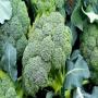  brocoli frais