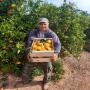 clementines clemrubi + oronules -1ª- espagne