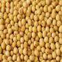 soja bio,  soybean meal