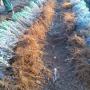 lavender seedlings