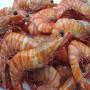 crevettes royale,  oursins frais,  poulpes poissons