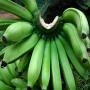 banane gros michel en carton de 18, 5kg