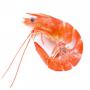 shrimp, prawn