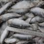 sardine pour la consommation animale 