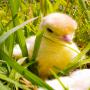 hatching or fertilized broiler & turkey eggs  