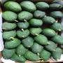 avocado hass origine maroc