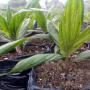 plants de palmier en vente