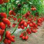 des tomates de qualité supérieure