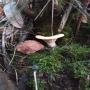 vente du champignon pied de mouton