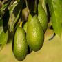 vente avocats hass 1, 6 dollars le kilo ex works