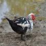 vends des canards du race origine d'afrique 