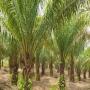 vente de plantations de palmiers à huile