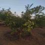 citrons (jaune et vert) du sénégal et corossol 