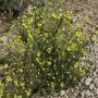 tanacetum annuum seeds