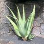 fournisseur /grossiste jus aloe vera bio