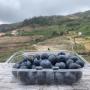 blueberries - portuguese protuction 