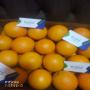 nos orange mandarine  égyptiennes