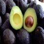 vente des avocats au maroc