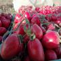 tomate et légumes tunisienne 