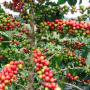 café camerounais de varieté arabica et robusta