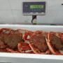 crab mais squinado origine maroc 