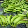 plantain produit en cote d'ivoire toutes saisons