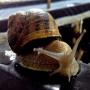 gros escargot gris - helix aspersa maxima