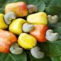 cashew nut,  anacarde 