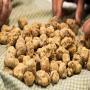 tuber magnatum (white truffle)