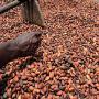 fèves de cacao  issus de cote d'ivoire  