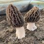 morilles