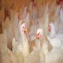 vente de poulets de chair a yaounde