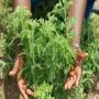 tisane artemisia annua bio cameroun