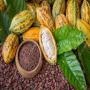 20 tonnes de cacao à fournir