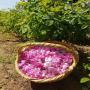 hydrolat de rose damascena et de fleur d'oranger