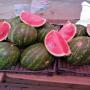 fresh zagora watermelon 