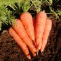 carrot en gros maroc