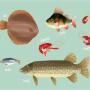 poissons sur commande