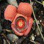 graines de rafflesia manilana.