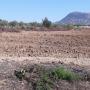 terrain (terre fertile) à vendre -tunisie