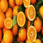 recherche fournisseurs oranges à jus