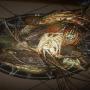 fruits de mer (gambas,  langoustes...)en vente