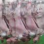  vente carcasses agneaux halal espagne 